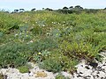 Dune Flora at Porth Hellick, St Mary's, Scilly - geograph.org.uk - 2601258.jpg