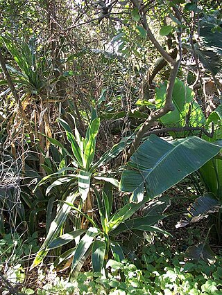 <span class="mw-page-title-main">KwaZulu-Natal Dune Forest</span> Subtropical forest type from the coastal dunes of KwaZulu-Natal, South Afric