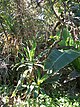 KwaZulu-Natal Dune Forest