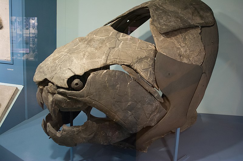 চিত্র:Dunkleosteus terrelli - Cleveland Museum of Natural History - 2014-12-26 (21137540331).jpg