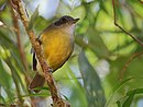 aves De Argentina