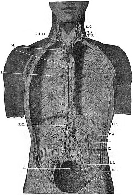 EB1911 - Lymphatic system - Fig. 2.—Deep Lymphatic Glands and Vessels of the Thorax and Abdomen.jpg
