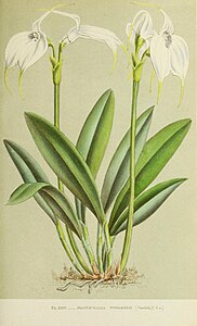 plate 24 Masdevallia tovarensis