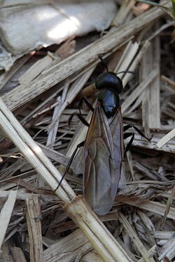 Ant (Formicidae)