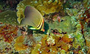 En isla Bunaken, Indonesia