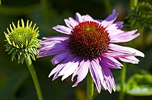 Echinacea purpurea, jardín botánico de Tallinn, Estonia, 2012-08-12, DD 01.JPG