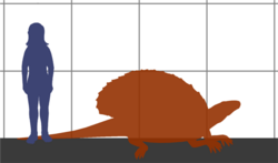 השוואה בין אדפוזאורוס לאדם