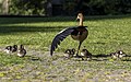 Image 688Egyptian goose (Alopochen aegyptiaca) with wing spread out and with goslings, Calouste Gulbenkian Garden, Lisbon, Portugal