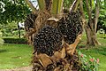 Elaeis guineensis oil palm fruit Portoviejo Ecuador.jpg