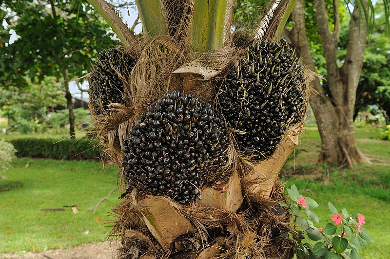 File:Elaeis guineensis oil palm fruit Portoviejo Ecuador.jpg