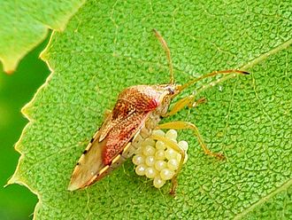 Parent bug (Elasmucha grisea) with eggs. Elasmucha grisea 20050608 916 part.jpg