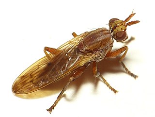 <i>Elgiva solicita</i> Species of fly