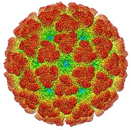 Кріоелектронна реконструкція вірусу чікунгунья.[17]