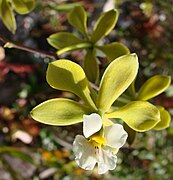 Encyclia alboxanthina