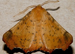 <i>Ennomos magnaria</i> Species of moth