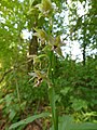 Epipactis helleborine Germany - Pforzheim