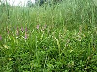 Epipactis palustris planten