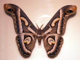 <i>Epiphora</i> (moth) genus of insects