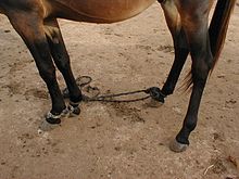 [1] Auch Pferde können Fesseln tragen.