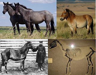 <span class="mw-page-title-main">Wild horse</span> Undomesticated four-footed mammal from the equine family