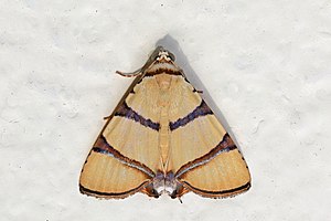 Eulepidotis affinis από τον Παναμά