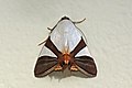 * Nomination Erebid moth (Eulepidotis electa) --Charlesjsharp 10:06, 4 September 2019 (UTC) * Decline  Oppose Not sharp enough IMO. --Ermell 07:15, 5 September 2019 (UTC)