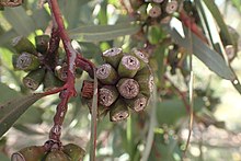 Fruit Eucalyptus incerata fruit.jpg