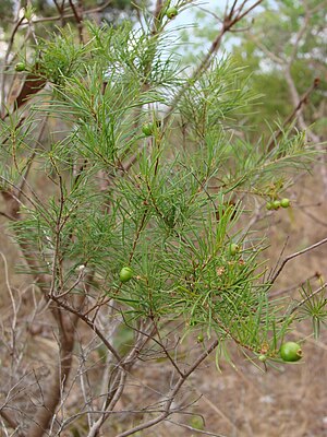 Eugenia angustissima (6281606752).jpg