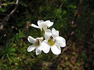 <i>Euphrasia gibbsiae</i> Species of flowering plants in the broomrape family