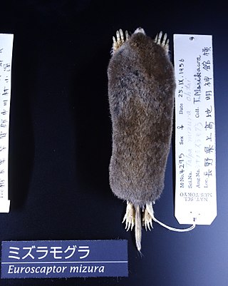 <span class="mw-page-title-main">Japanese mountain mole</span> Species of mammal
