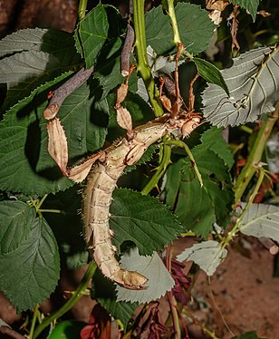 Extatosoma tiaratum