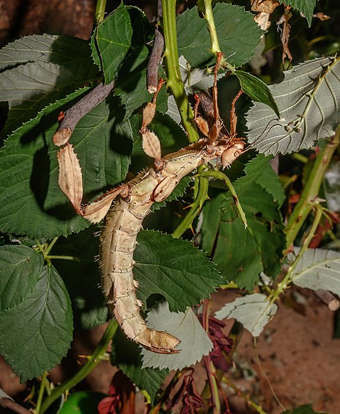 File:Extatosoma tiaratum - Karlsruhe Zoo 01.jpg