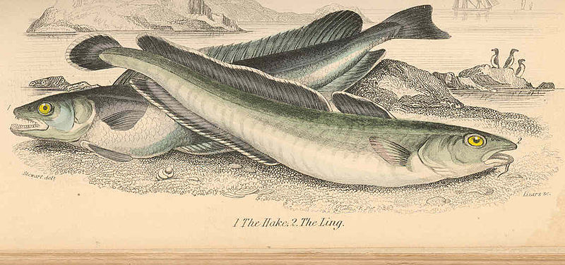 File:FMIB 36401 Hake (1); Ling (2).jpeg