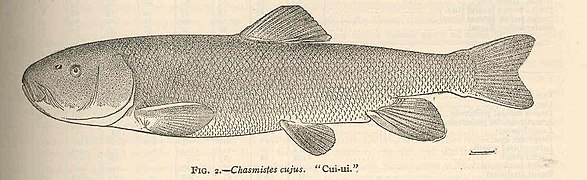 Միայն Պիրամիդում է պահպանվել Կուի-ուի ձուկը որձը՝ 53 սմ 1,6 կգ էգը՝ 64 սմ, քաշը՝ 2,7