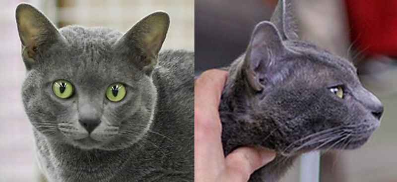 Cat Breeds At Risk of Extinction: The 13 most rare breeds of beautiful cat  in the world - including the gorgeous Korat cat breed