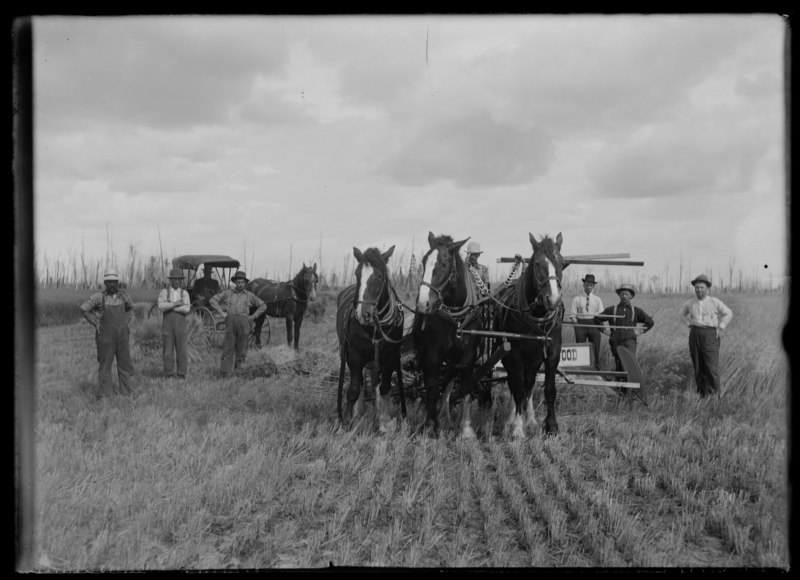 File:Farmers with their team and equipment (I0002345).tif