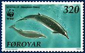 Illustration on a stamp of a living Mesoplodon, or mesoplodont whale Faroe stamp 197 Mesoplodon bidens.jpg