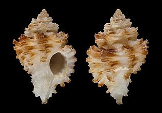 <i>Favartia massemeni</i> Species of gastropod