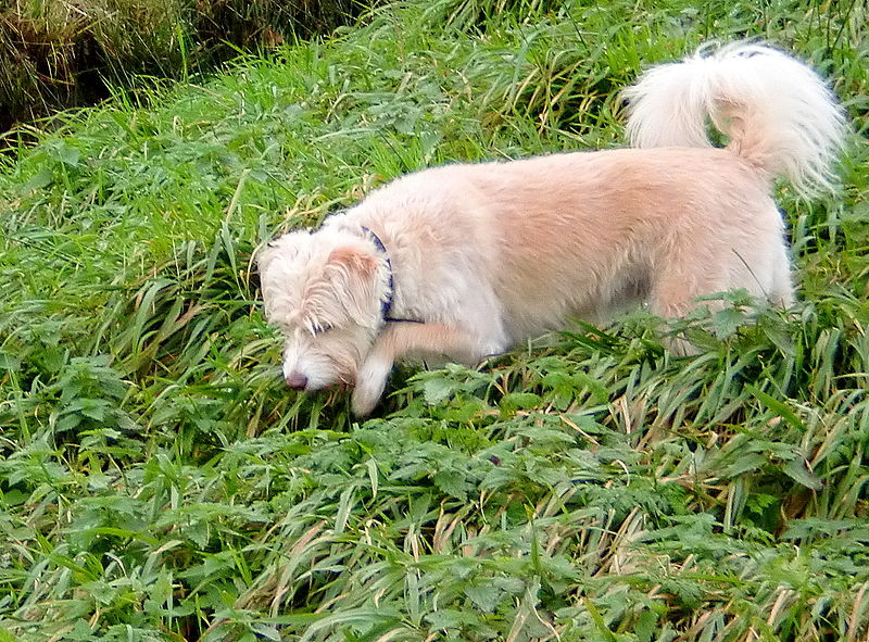 File:Female Schnoodle hunting for mice.jpg