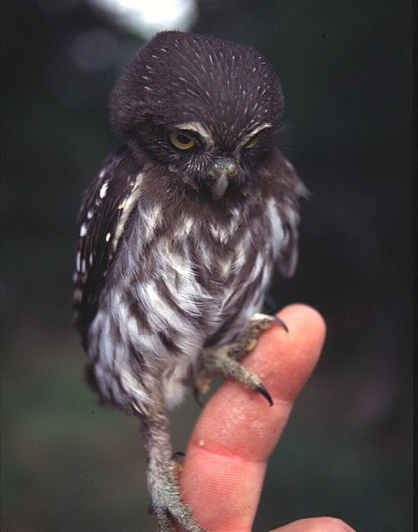 File:Ferruginos pygmy owl.jpg