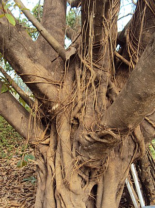 <i>Ficus drupacea</i> Species of plant in the family Moraceae