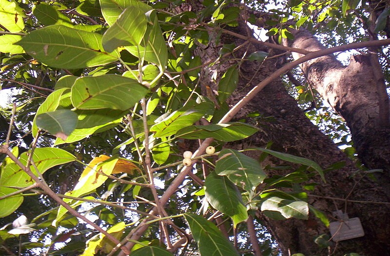File:Ficus virens foliage and syconia, City Botanic Gardens, Alice St, Brisbane 100 0589.jpg