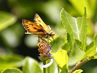 <span class="mw-page-title-main">Fiery skipper</span> Species of butterfly