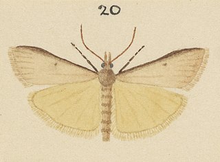 <i>Scoparia apheles</i> Species of moth
