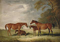 Filagree, Cobweb and foals.jpg