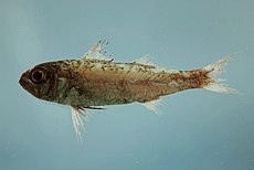 Fish4491 - Flickr - Photothèque NOAA.jpg