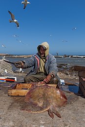 Pêche au Maroc – Matériel et équipement – Opinel – Pêcheur Maroc