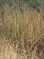 Flora of Tanzania 4526 Nevit.jpg