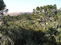 Floresta com Araucária.JPG