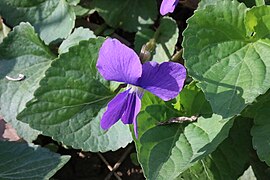 Common blue violet of Kanawha Falls